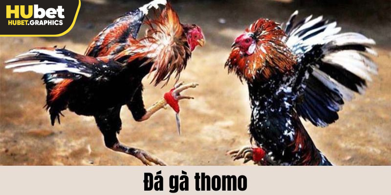 đá gà thomo tại hubet